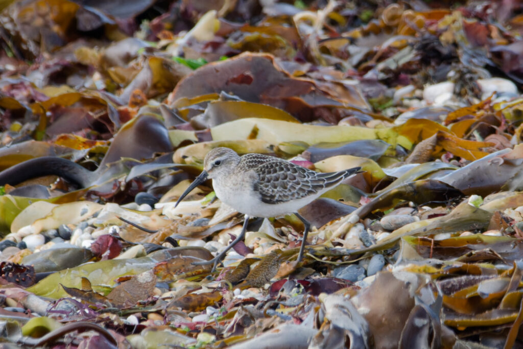 Photo of Curlew Sandpiper